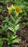 Fritillaria camschatcensis gelbe Form