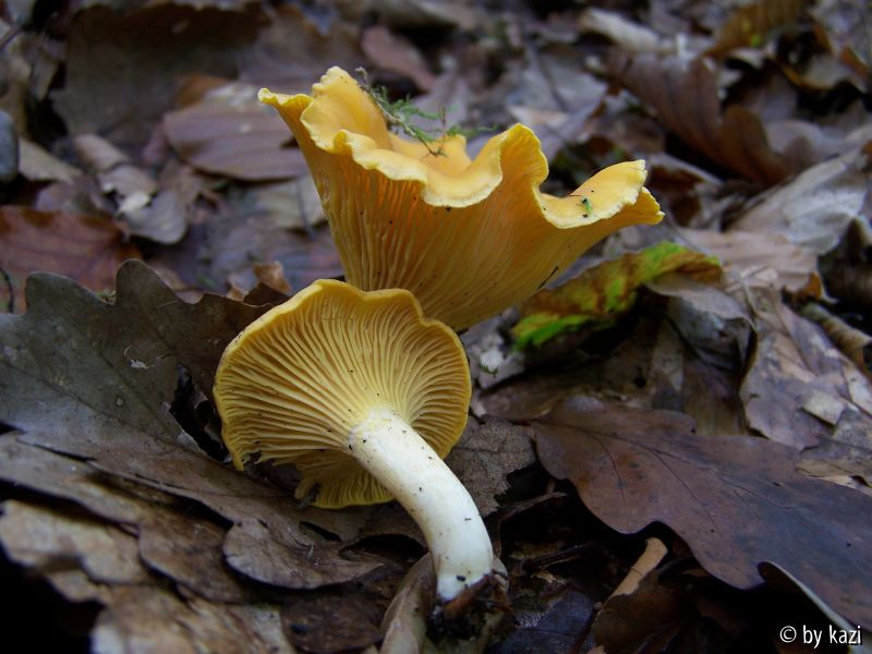 Cantharellus cibarius