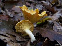 Cantharellus cibarius