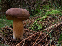 Xerocomus badius
