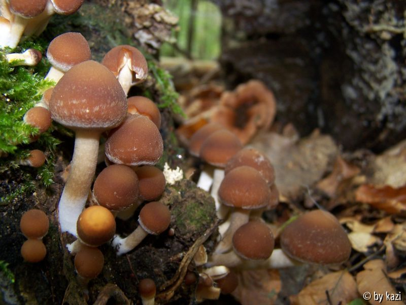 Psathyrella piluliformis