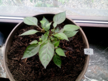 Chili unbekannt