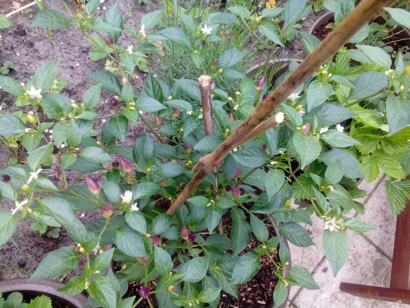 Chili