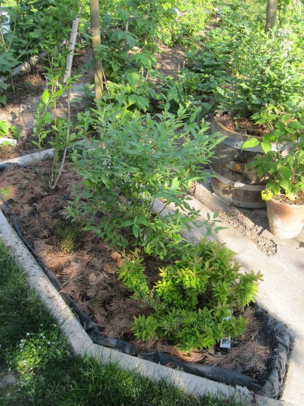 Moorbeet Mai 2015