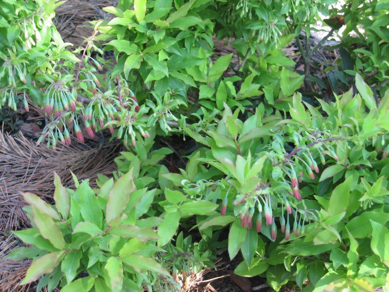 Blüte Blautropf
