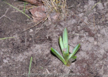 tulpe?