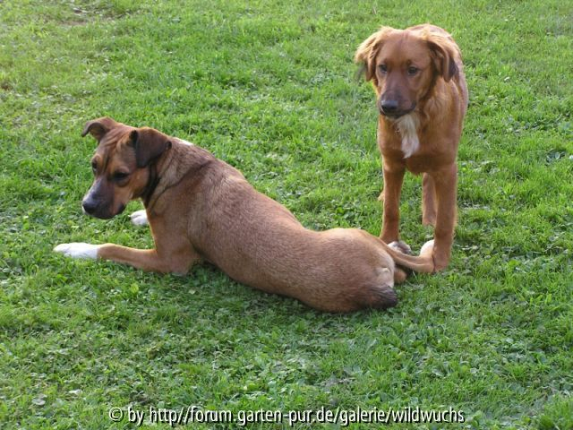 Indy und Noah