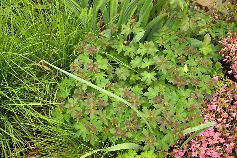 Vorgarten Detail Geranium wlassovianum