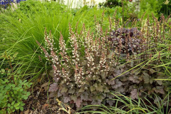Vorgarten Detail Heucherella Heuchera Sesleria