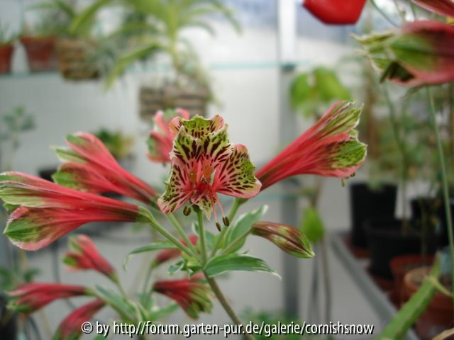 Alstroemeria psitacina