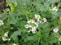 Wasabi Rucola