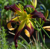 Velvet Ribbons