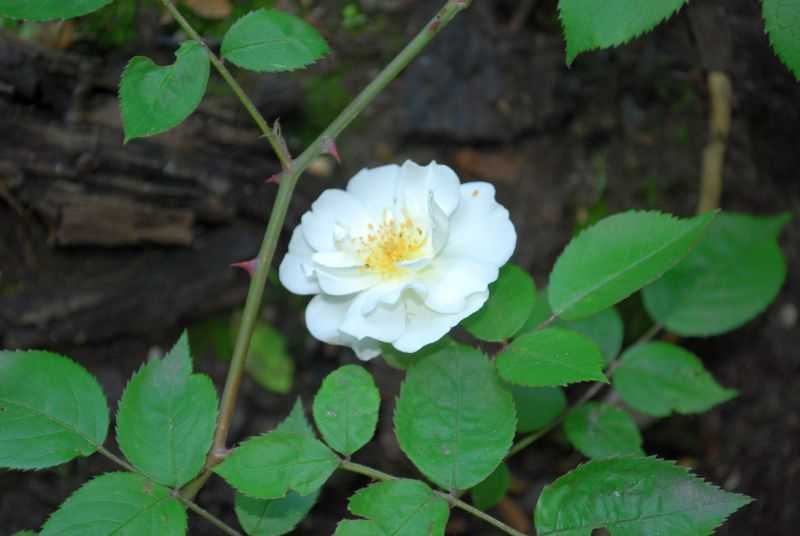 weisse rose