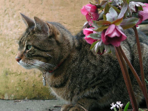 Helleborus und Katze