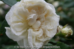Sombreuil(Schultheis) - Blüte