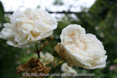 Sombreuil(Schultheis)-Blüten