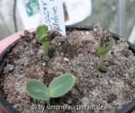 Wassermelonen 06.04.05