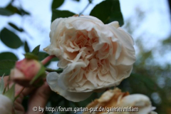 Sombreuil(Schultheis)-Blüte