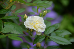 2016-06 Lemon Rambler 1
