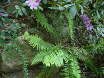 polystichum munitum