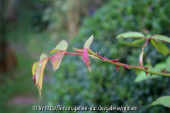 Sombreuil(Schultheis)- junger Trieb