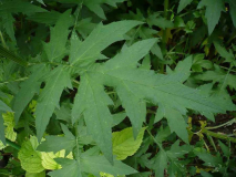 Kugeldistel