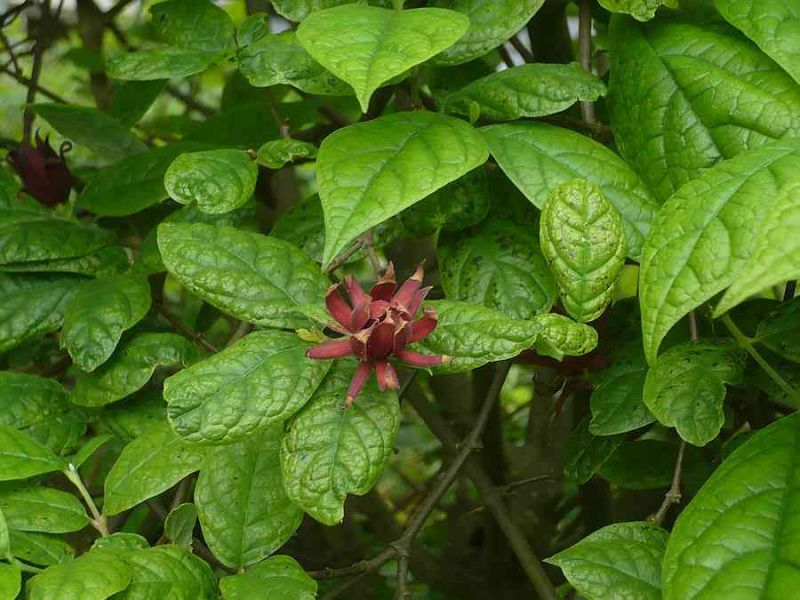 calicanthus