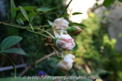 Sombreuil(Schultheis)  -Knospen