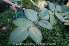 Sombreuil( Schultheis)- Blatt