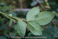 Sombreuil(Schultheis)- Blattunterseite