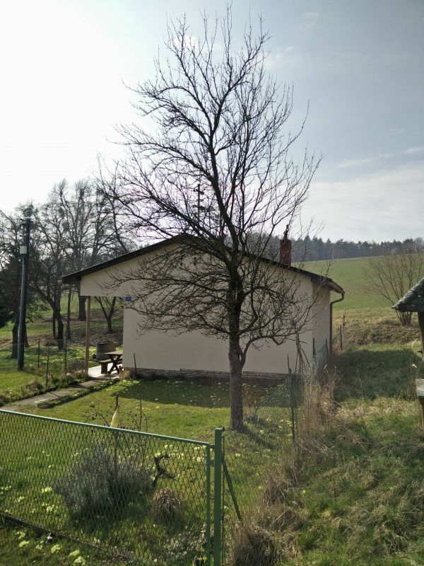 Zwetschgenbaum vorher 