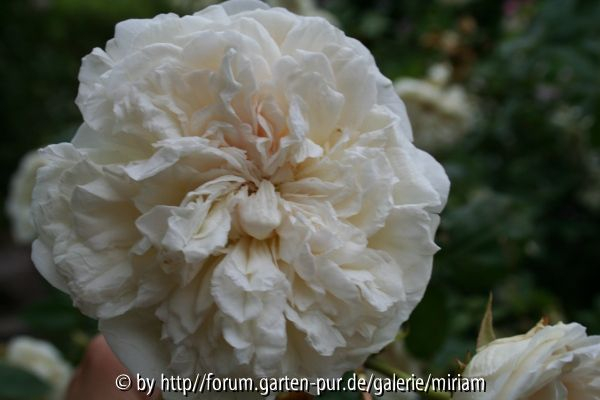 Sombreuil(Schultheis)- Blüte