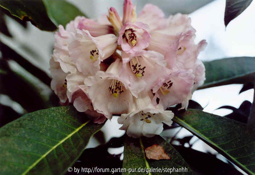 Rh.magnificum