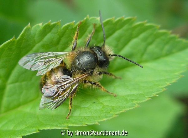Osmia bicoris