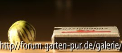 Tzimbalo im Größenvergleich
