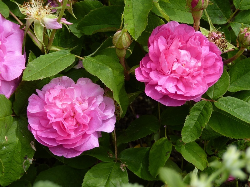 Rose du Roi