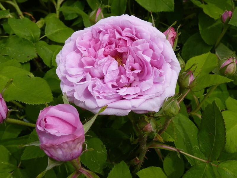 Mme Boll