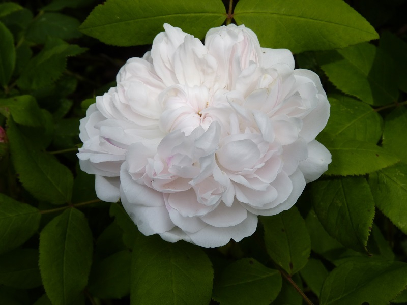 Weiße Jacques Cartier