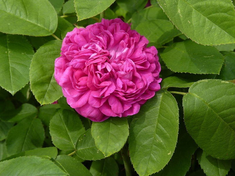 Rose de Resht