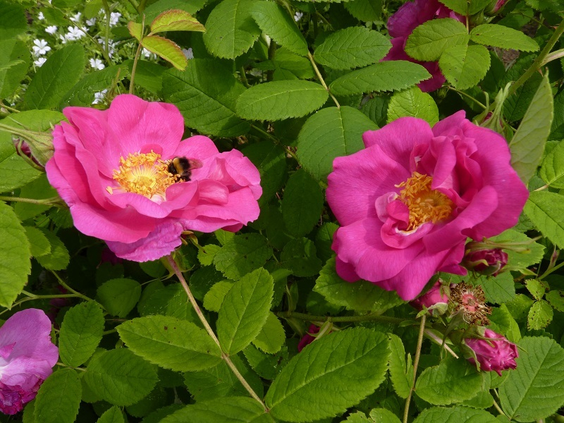Portland Rose