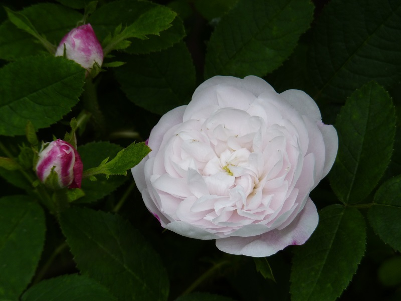 Marie de St. Jean