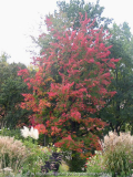 leuchtender Acer rubrum
