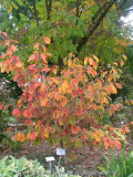 Hamamelis vernalis 'Sandra' Anfang Oktob