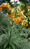 Lilium hansonii