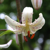 Lilium martagon var. albiflorum