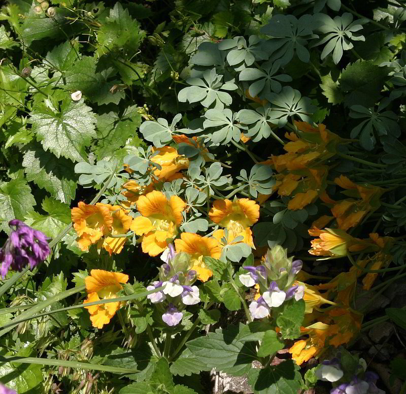 Tropaeolum Polyphyllum