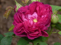 cf. Rose du Roi à Fleures Pourpres