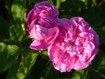 cf. Rose du Roi
