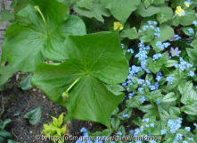 Trillium ?
