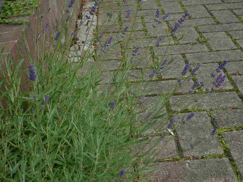 lavendula
